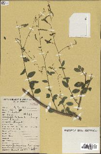 spécimen de Desmodium tortuosum