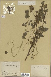 spécimen de Desmodium tortuosum