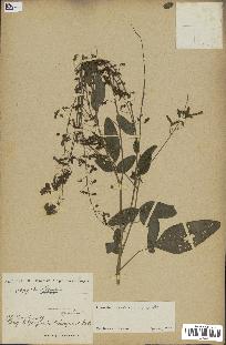 spécimen de Desmodium tortuosum