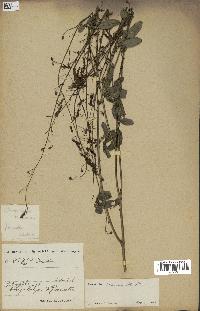 spécimen de Desmodium tortuosum