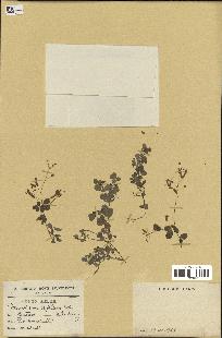 spécimen de Desmodium triflorum