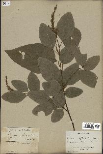 spécimen de Desmodium velutinum