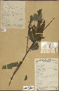 spécimen de Desmodium velutinum