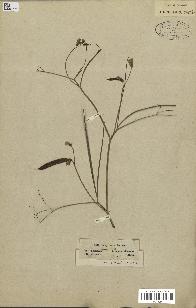 spécimen de Lathyrus sylvestris