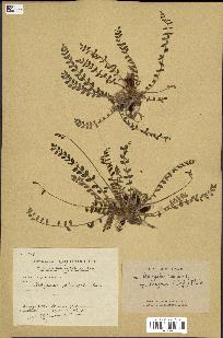 spécimen de Astragalus caprinus