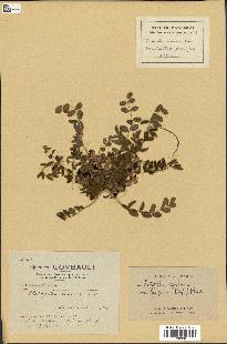 spécimen de Astragalus caprinus