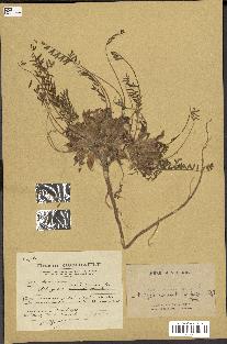 spécimen de Astragalus caprinus