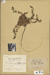 spécimen de Astragalus caprinus