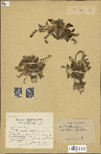 spécimen de Astragalus caprinus