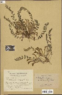 spécimen de Astragalus caprinus