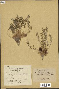 spécimen de Astragalus caprinus