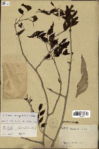 spécimen de Millettia ichthyochtona