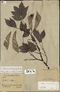 spécimen de Millettia ichthyochtona