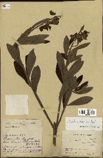 spécimen de Crotalaria assamica