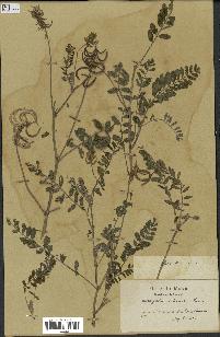 spécimen de Astragalus solandri