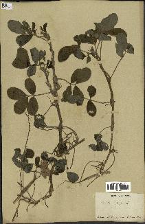 spécimen de Arachis hypogaea