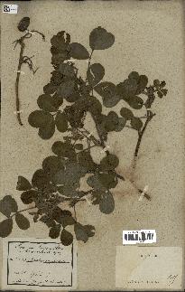 spécimen de Arachis hypogaea