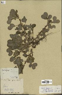 spécimen de Arachis hypogaea