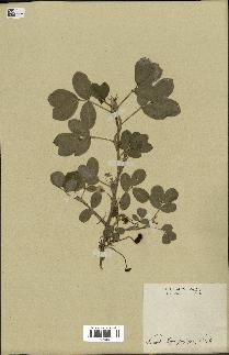 spécimen de Arachis hypogaea