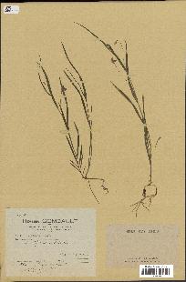 spécimen de Lathyrus nissolia