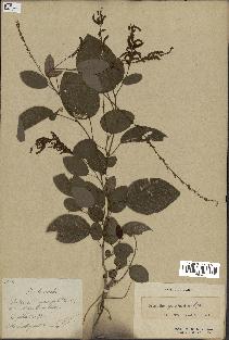 spécimen de Desmodium gangeticum