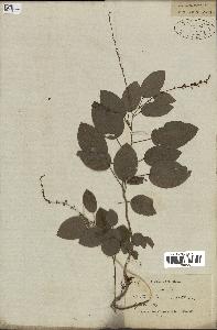 spécimen de Desmodium gangeticum