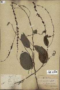 spécimen de Desmodium gangeticum