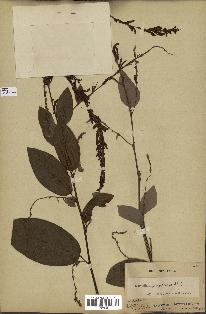 spécimen de Desmodium gangeticum