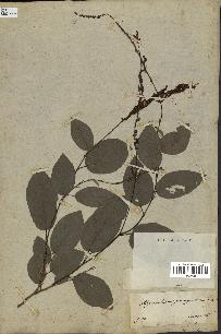 spécimen de Desmodium gangeticum
