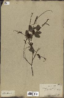 spécimen de Desmodium gangeticum