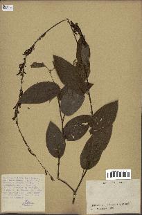spécimen de Desmodium gangeticum