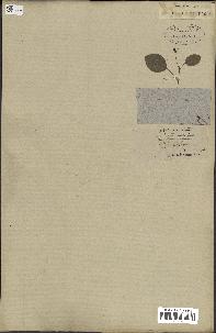 spécimen de Desmodium gangeticum