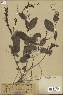 spécimen de Desmodium gangeticum