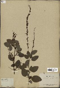 spécimen de Desmodium gangeticum