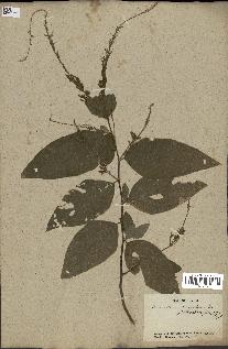 spécimen de Desmodium gangeticum