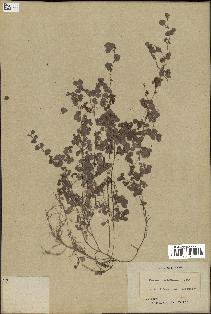 spécimen de Desmodium triflorum