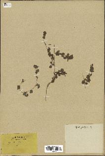 spécimen de Desmodium triflorum