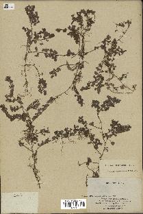 spécimen de Desmodium triflorum