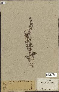 spécimen de Desmodium triflorum