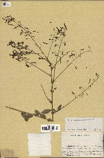 spécimen de Desmodium tortuosum