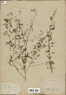 spécimen de Desmodium tortuosum