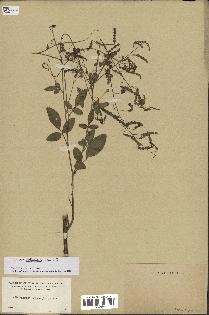 spécimen de Desmodium tortuosum