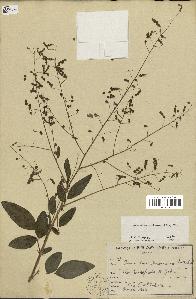 spécimen de Desmodium tortuosum