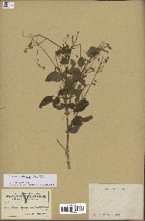 spécimen de Desmodium tortuosum