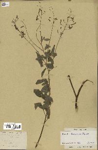 spécimen de Desmodium tortuosum