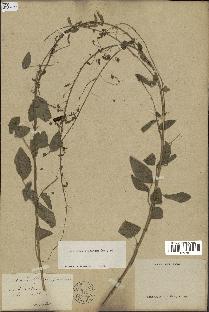 spécimen de Desmodium tortuosum