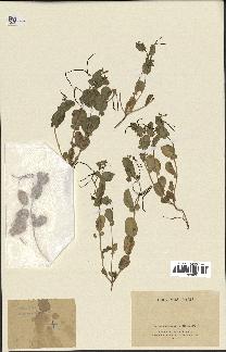 spécimen de Coronilla scorpioides