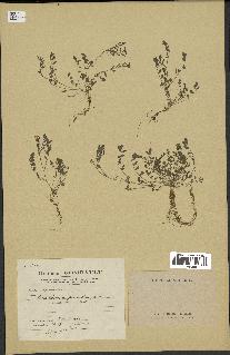 spécimen de Ornithopus pinnatus