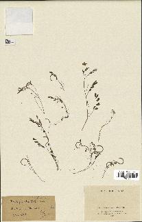 spécimen de Ornithopus ebracteatus