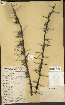spécimen de Acacia tortilis